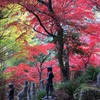 大山寺の紅葉