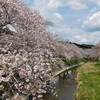 今年の桜　その２