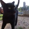 今日の猫さんロード　墓参りの多い連休でした