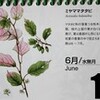 「大盃」サツキ（皐月）の花が、雨に濡れて…。