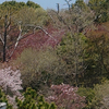 散る桜、残る桜