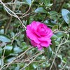 痛みを越えて与えようとするとき、問題は「才能」として花開く。