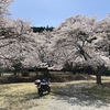 桜特集！