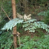 Aralia elata　タラノキ