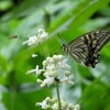 ヤブミョウガにアゲハチョウ