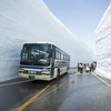 立山黒部アルペンルート、雪の大谷と雪の回廊、冬毛の雷鳥