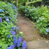 【京都】『真如堂』　紫陽花、青もみじ