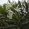 昨晩から粉糠雨