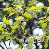 山の桜と梅雨明け。