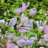 一期一会、木槿（むくげ）の花が咲いている。