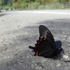 交通事故にあって飛べなくなっていたカラスアゲハ（高知県）