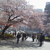 上野公園の桜と猫。