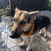 【🇳🇵Tihar🇳🇵】ワンチャンがスター🐶✨