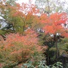 １１月３０日　足立森林公園の紅葉