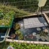庭池ビオトープと屋外メダカ容器