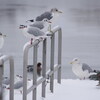 2011年は、雪が多かったです