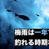 梅雨の時期は釣れるのか、釣れないのか