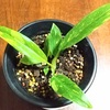 【フィロデンドロン・リングオブファイヤー】将来が楽しみ！ちょっと珍しい観葉植物をゲット！