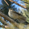 割と近くの公園に鳥を見に行った日記。（２０２２　０１１６）その２。