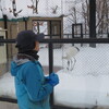 タンチョウの生態系のガイド①ｂｙ風の旅人　PART６　Hokkaido, Japan Asahiyama Zoo　ちなみに・・日本の国鳥はキジです。