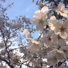 【汝矣島】韓国でお花見しました