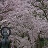 今年も身延の枝垂桜へ　～西谷の桜を堪能～