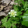 勝軍山ついでの花見（１）