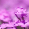 芝桜が咲き乱れる花のじゅうたん