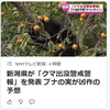 【クマイシス？！＝頻発するクマ被害……8／31－9／1　新潟県「クマ出没警戒警報」を発表　ブナの実が凶作の予想】＃464