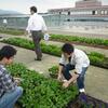 屋上エコ農園の小松菜の初収穫をしました！！