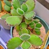 🌵多肉植物  モケモケ可愛い子熊の爪  他🌵