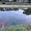 彼岸花