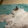 夜の猛烈追いかけっこ