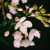 今日の一枚「庭のソメイヨシノ開花」(2019.03.22) [花]