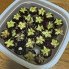 思ってたより実付きがあったのは嬉しいが一人で食うには多すぎる