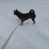 吹雪の中へ脱走した小犬ちゃん、お前は本当にチワワかｗ。