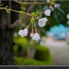 白い花は写真に写らない