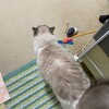 今日はY子と元気に追いかけっこ