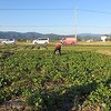 丸三のさつま芋畑2012其の13