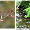 万葉集の世界に飛び込もう（その３２９９）―万葉一日一葉　「植物で見る万葉の世界」（國學院大學「万葉の花の会」発行）より」―かつら［カツラ］