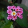 近所の庭で咲く花②ランタナ・ルリマツリ？・曼殊沙華