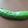 農家の朝は早いのだ🥒