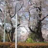 稲荷山公園_桜（埼玉県狭山市）