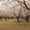 桜をみて、時の移ろいと年を重ねる心情を想う