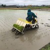 雨の中　田植え終了