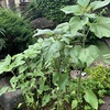 ●梅雨はどこに行ってしまったのでしょう？もう夏です。
