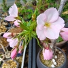続々と開花・・・。
