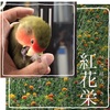 マナツビって ルン♪