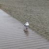 限界リーマン海へ行く