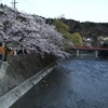 飛騨高山の桜が満開になっていました